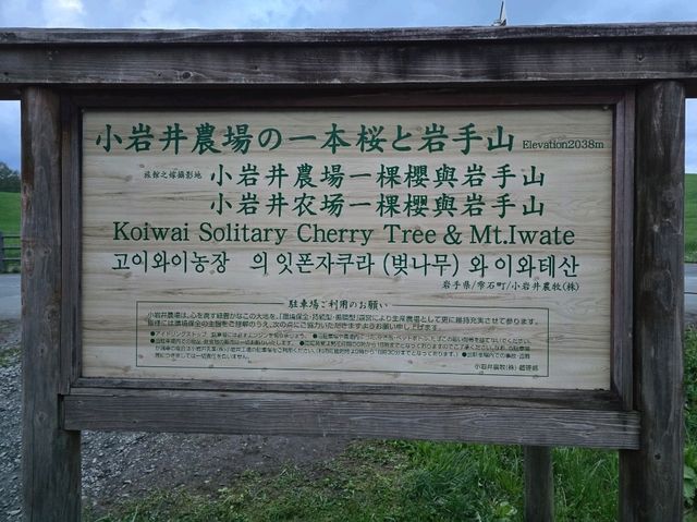 大自然の中の一本桜🌸🌸