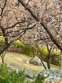 Incheon Cherry Blossoms: A Hidden Gem for Perfect Shots 🌸📸