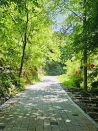A Nice Walk in the Woods at Bomunsan Happiness Forest Path Center
