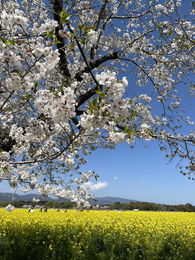【宮崎】春の宮崎