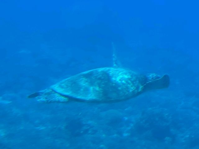 #藍鯨號海底觀光半潛艇-屏東縣琉球鄉