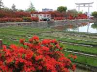 Shrine with Major Flower Power