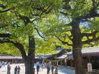 “Whispers of the Forest: Sakura Spirits of Meiji”