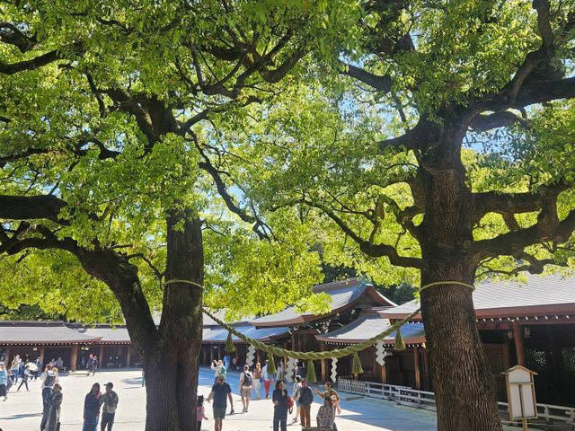 “Whispers of the Forest: Sakura Spirits of Meiji”