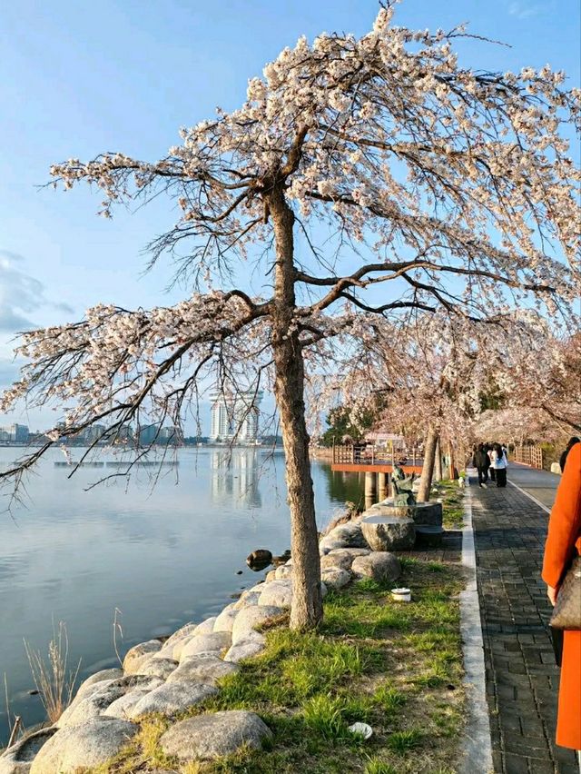 Gangneung in Bloom: A Coastal Cherry Blossom Retreat