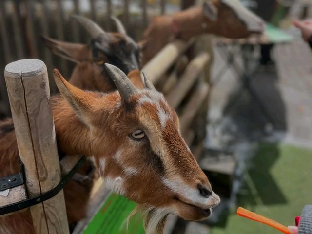 Yufuin – Serenity and Scenery in Kyushu’s Mountain Retreat
