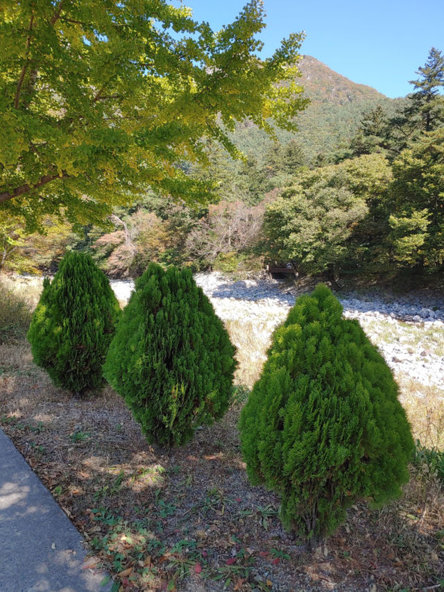 아름다운 자연을 만날 수 있는 청도 ✨☀️🍀