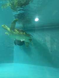 【久米島】ウミガメと目が合った日｜ウミガメ館で感じた命の尊さ🐢
