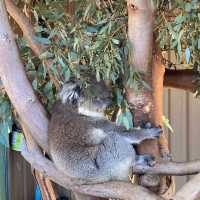 Wild Encounters at Caversham Wildlife Park