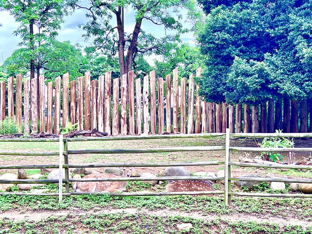 ［新竹旅遊］新竹市立動物園-親子共遊好去處🐒
