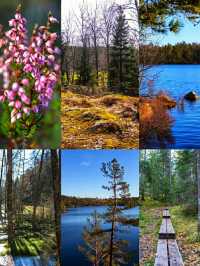 #AncientWhispers – A Moment in Tyresta National Park