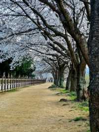 Gyeongju in Bloom