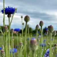 🌿 **Schynige Platte Alpine Garden (Alpengarten)