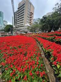 🌸 A Bloom-Filled Getaway to China’s Eternal Spring City🌸