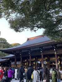 【明治神宮】都会の真ん中で、心が洗われる森へ🌿⛩️
