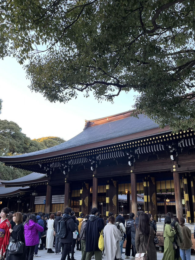 【明治神宮】都会の真ん中で、心が洗われる森へ🌿⛩️