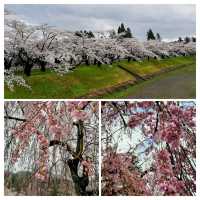 桜の名勝🌸角館