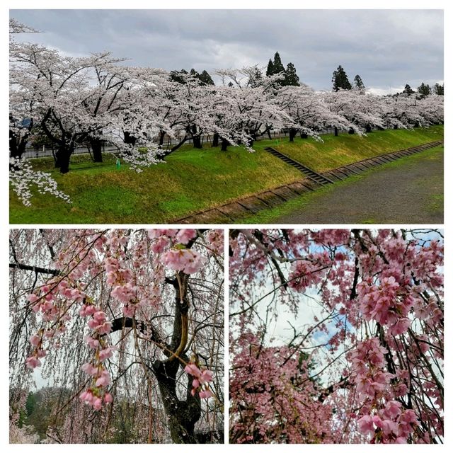 桜の名勝🌸角館