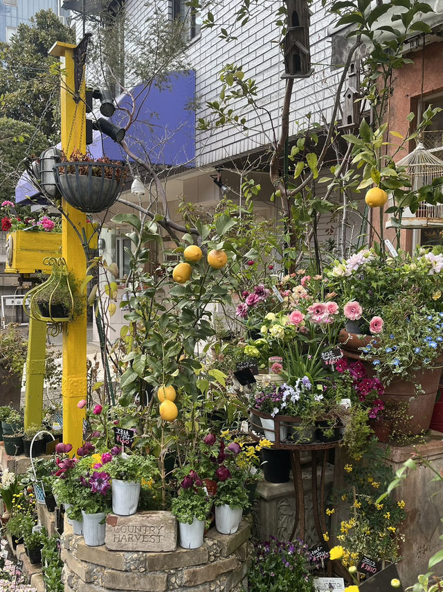 🌼【青山 COUNTRY HARVEST】草花の物語を感じる、大人の花屋さん体験🌿