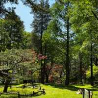 Nami Island One-Day Trip Guide • Spring Forest Walk Plan 🌿🚶‍♂️