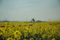 LUOPING IN SPRING 2025