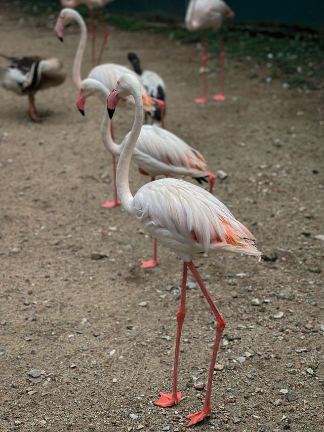 Birds, Beauty & Tropical Vibes at KL Bird Park 🦜🌴