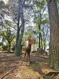 Deerly Beloved: The Day I Was Ambushed by Polite Deer in Nara, Japan