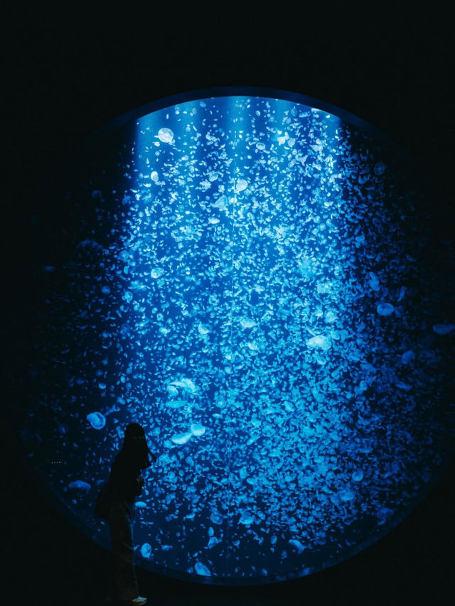 🎯【山形・加茂水族館（クラゲドリーム館）】クラゲに癒される、不思議な青の世界 💙 