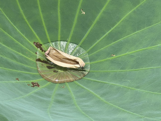 香港好去處 | 賞花 | 塱原自然生態公園 | 荷花