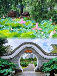 洪湖公園賞荷聽雨