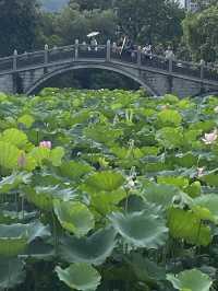 深圳洪湖公園，一年一度的荷花展，千萬不要錯過啊🪷