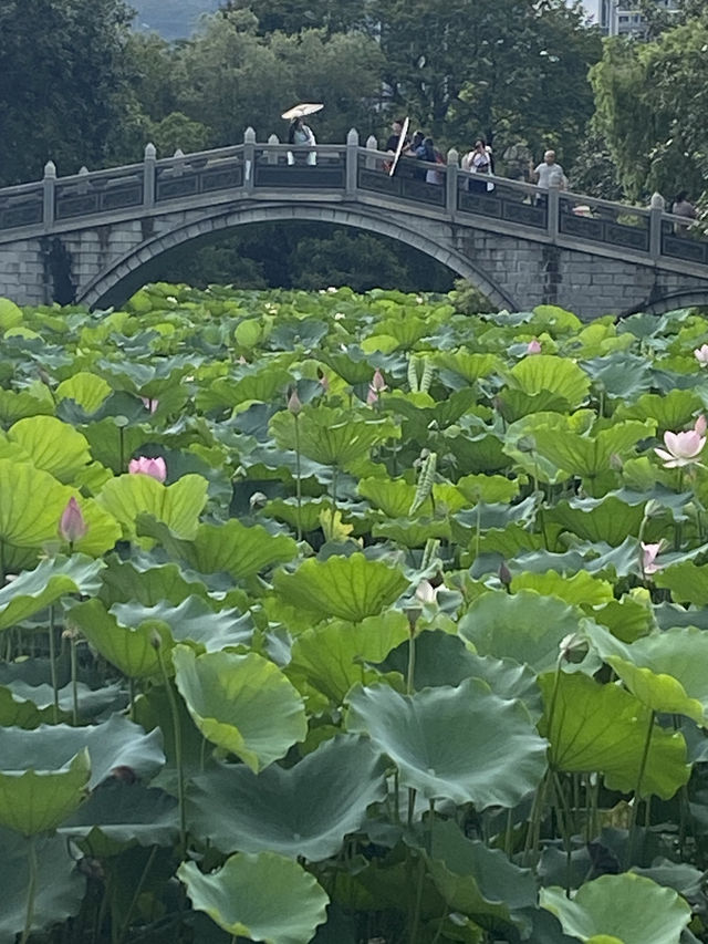 深圳洪湖公園，一年一度的荷花展，千萬不要錯過啊🪷