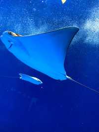 探索海底世界的美麗Xpark水族館