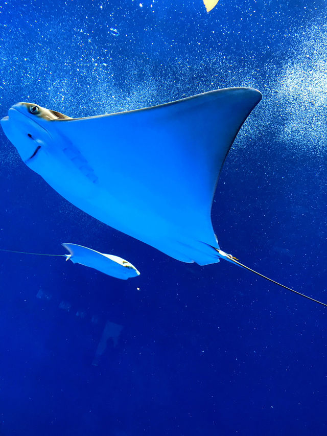 探索海底世界的美麗Xpark水族館