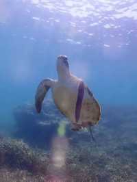 Snorkeling Paradise at W Maldives – Sea Turtles, Reef Fish & Direct Ocean Access 
