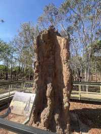 達爾文 🧭走進「白蟻墓園」：Magnetic & Cathedral Termite Mounds