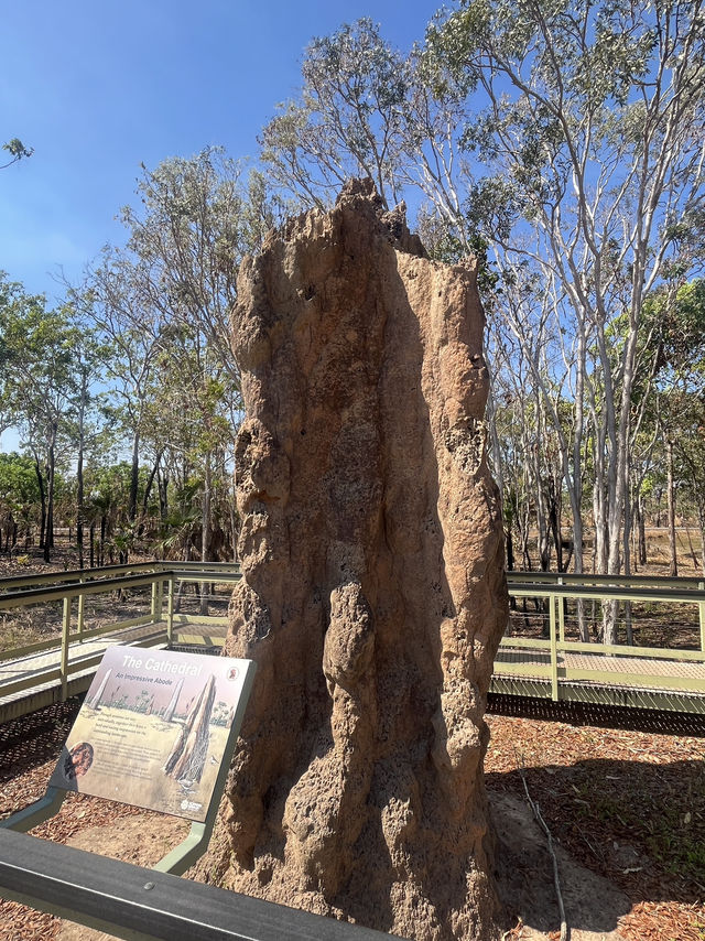 達爾文 🧭走進「白蟻墓園」：Magnetic & Cathedral Termite Mounds