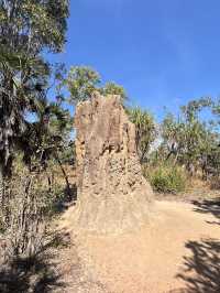 達爾文 🧭走進「白蟻墓園」：Magnetic & Cathedral Termite Mounds