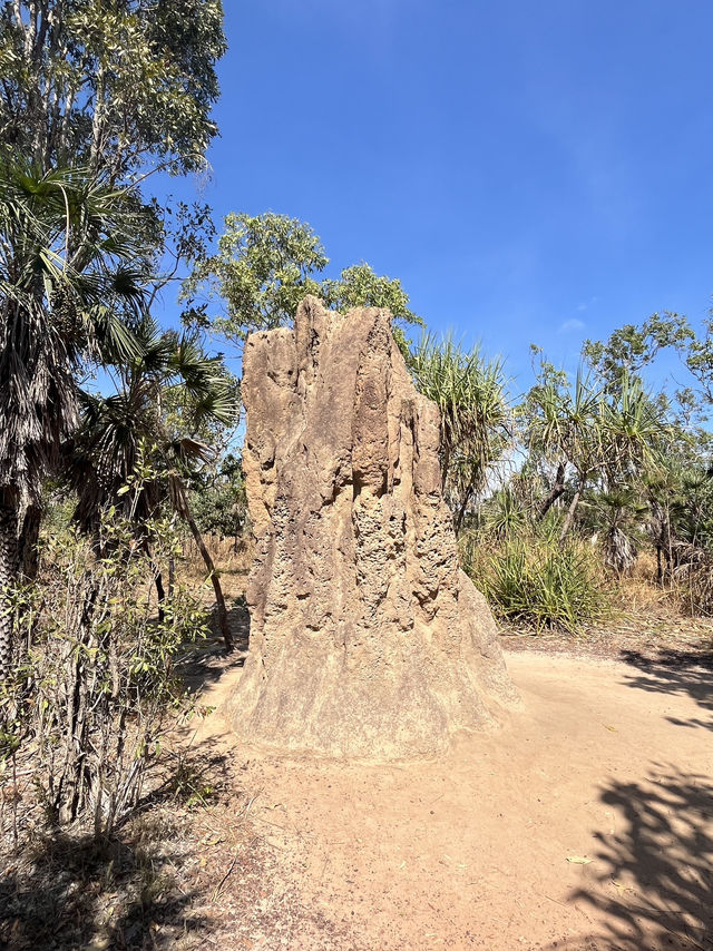 達爾文 🧭走進「白蟻墓園」：Magnetic & Cathedral Termite Mounds