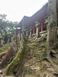 春日大社：在奈良感受神社的靈氣，探訪自然與文化的和諧交融！