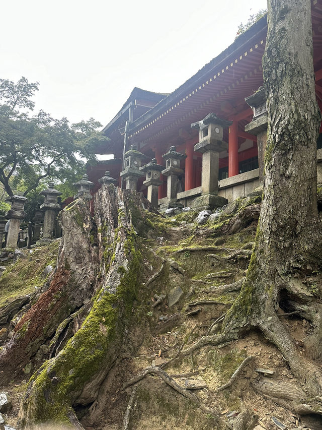 春日大社：在奈良感受神社的靈氣，探訪自然與文化的和諧交融！