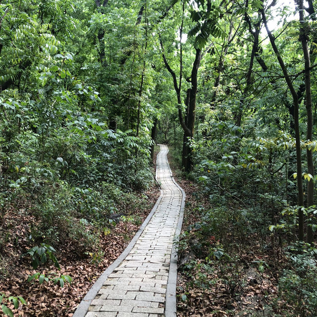 台南新化林場