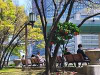 隱身大阪銀行街中的都市之肺/大阪中之島綠地公園