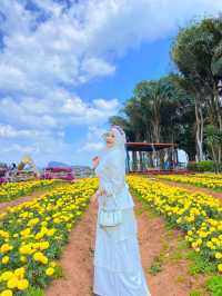 ไร่คุณอารียา (Ariya Flower Farm)