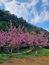 ดอกซารุระเมืองไทย ดอยอ่างขาง จ.เชียงใหม่
