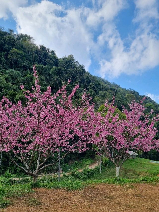 ดอกซารุระเมืองไทย ดอยอ่างขาง จ.เชียงใหม่