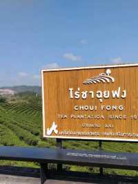 จิบชา ชมเขา ไร่ชาฉุยฟง | เชียงราย🌿🍃