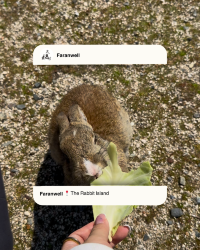 [Japan 🇯🇵] Okunoshima (Rabbit Island): An Unforgettable Hoppy Adventure!