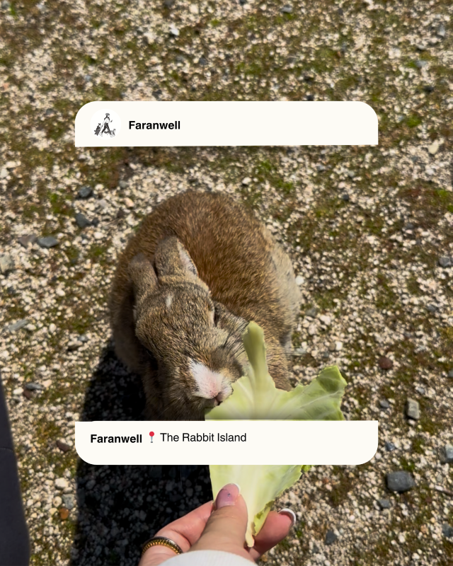 [Japan 🇯🇵] Okunoshima (Rabbit Island): An Unforgettable Hoppy Adventure!