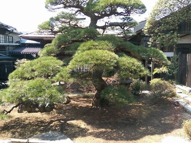 諏訪湖漫遊 酒造一條街 清酒品嚐 